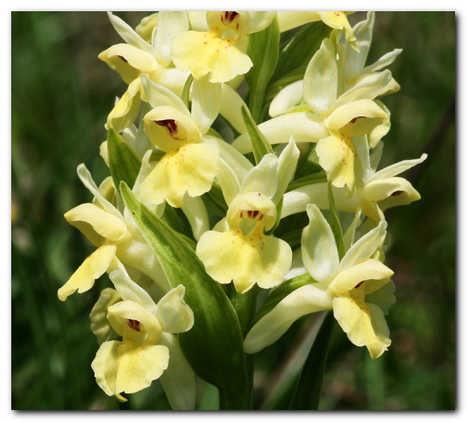 Orchis mascula e D. sambucina